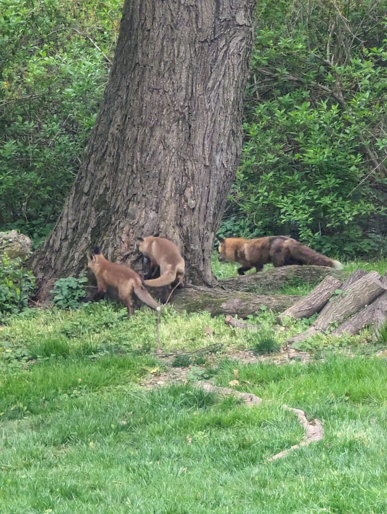 Three foxes surround the base of a tree in Shortridge Park