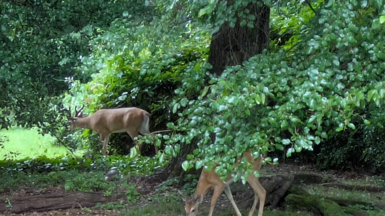 deer in Shortridge Park